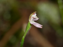Caladenia bartlettii