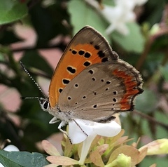 Lycaena phlaeas daimio