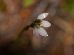 Caladenia bartlettii