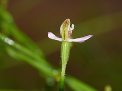 Caladenia bartlettii