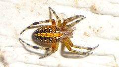 Neoscona oaxacensis