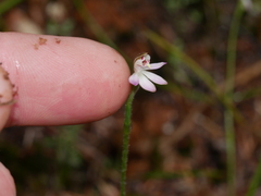 Caladenia bartlettii