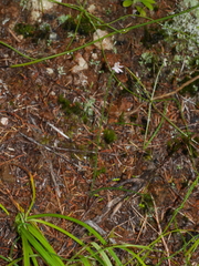 Caladenia bartlettii
