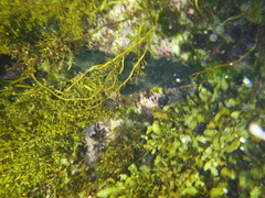 Aulohalaelurus labiosus