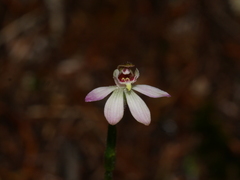 Caladenia bartlettii