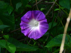Ipomoea orizabensis orizabensis