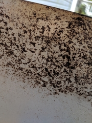Aureobasidium