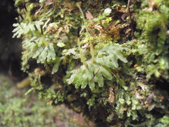 Symphyogyna hymenophyllum