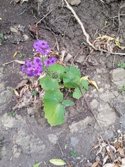 Pericallis × hybrida