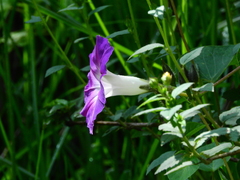 Ipomoea orizabensis orizabensis