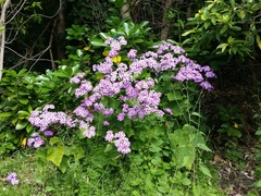 Pericallis × hybrida