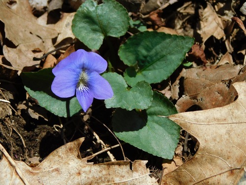 Image of Viola hirsutula by (c) Michael J. Papay, some rights reserved (CC BY)