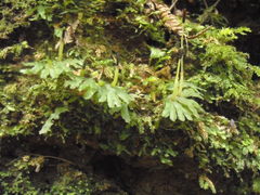 Symphyogyna hymenophyllum