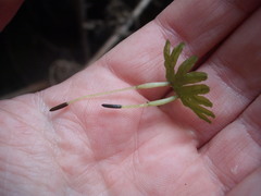 Symphyogyna hymenophyllum