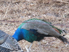 Pavo cristatus