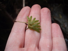 Symphyogyna hymenophyllum