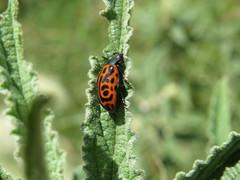 Calligrapha mexicana