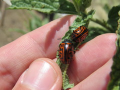 Calligrapha mexicana