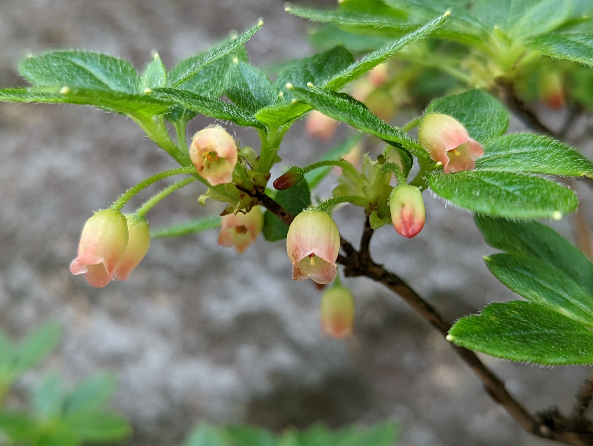 Menziesia pilosa