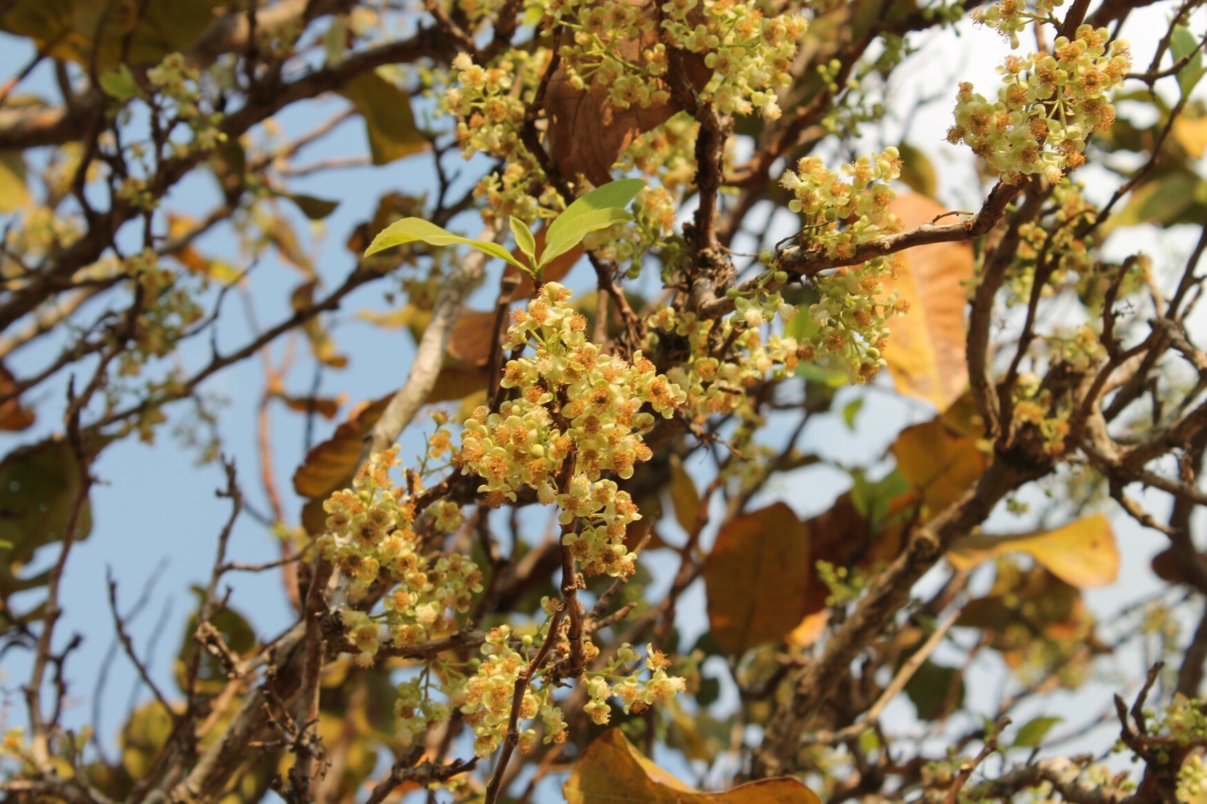 Curatella americana