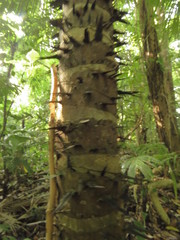 Astrocaryum mexicanum