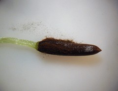 Symphyogyna hymenophyllum