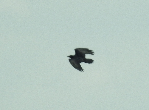 Common Raven photographed in Ohio