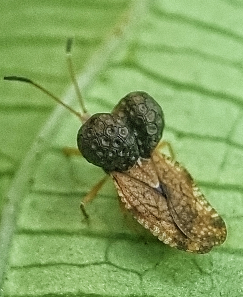 Penottus