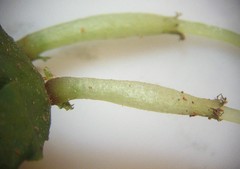 Symphyogyna hymenophyllum