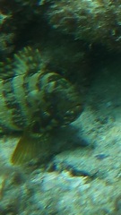 シモフリハタ