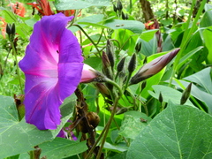 Ipomoea orizabensis orizabensis