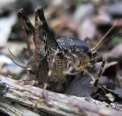 Diestrammena unicolor