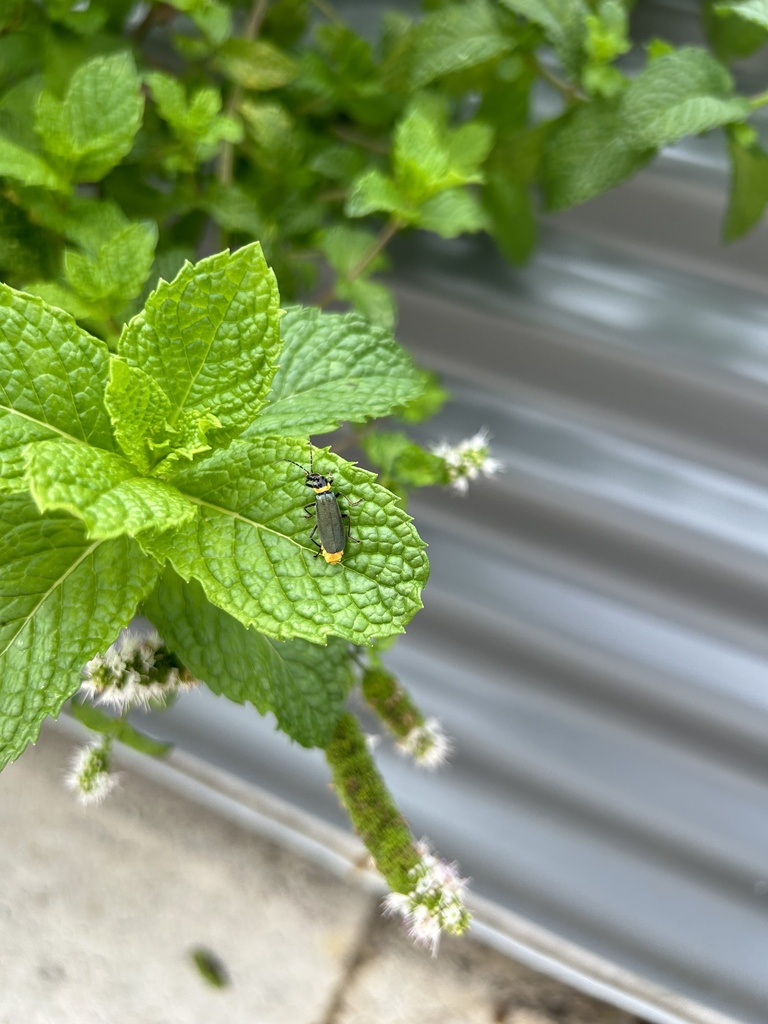 Plague Soldier Beetle from Rowland Park, Daceyville, NSW, AU on March