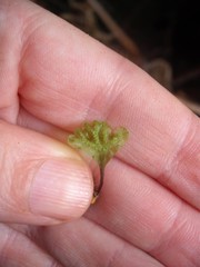 Symphyogyna hymenophyllum