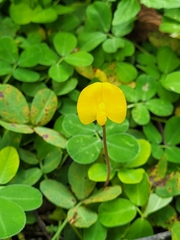 Arachis pintoi image