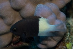 Pycnochromis dimidiatus