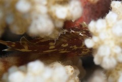 Sebastapistes cyanostigma