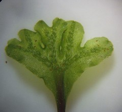 Symphyogyna hymenophyllum