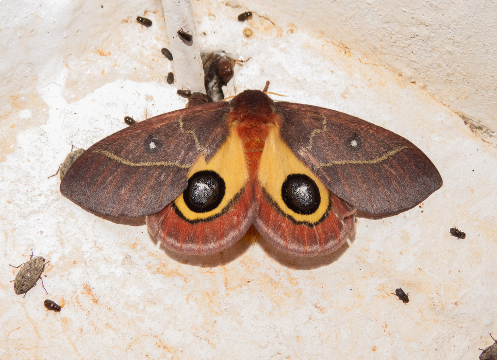 Automeris granulosa