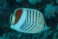 Chaetodon paucifasciatus