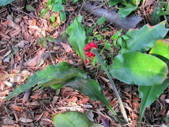 Scadoxus membranaceus