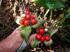 Scadoxus membranaceus