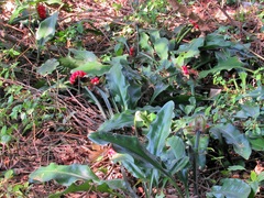 Scadoxus membranaceus