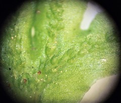 Symphyogyna hymenophyllum