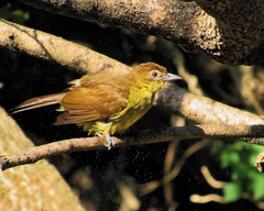 Chlorocichla flaviventris flaviventris