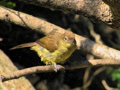 Chlorocichla flaviventris flaviventris