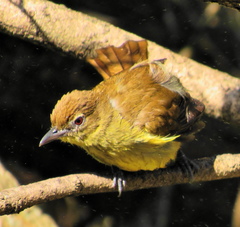 Chlorocichla flaviventris flaviventris