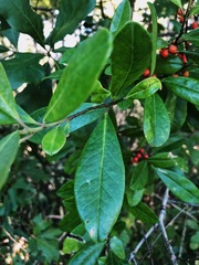 Ilex cassine image