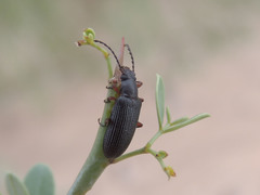 Helops arizonensis