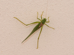 Microcentrum syntechnoides